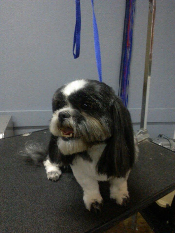 Images Clean Pets All Breeds Salon Albuquerque, New Mexico