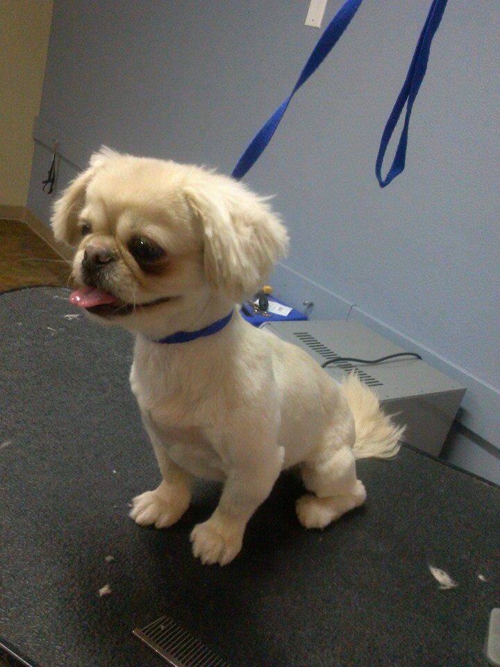 Images Clean Pets All Breeds Salon Albuquerque, New Mexico