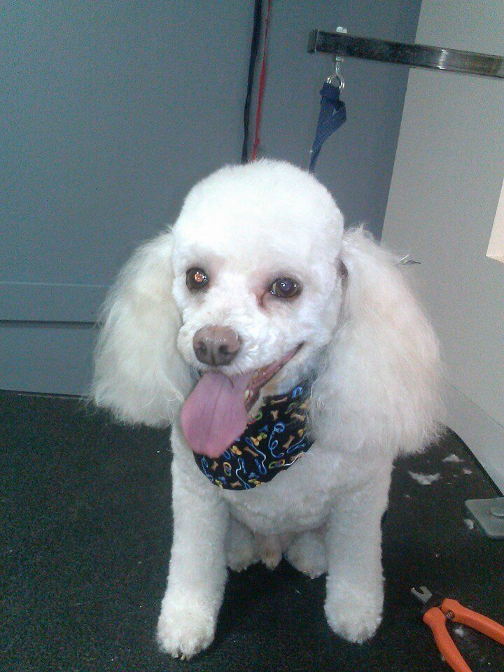 Images Clean Pets All Breeds Salon Albuquerque, New Mexico