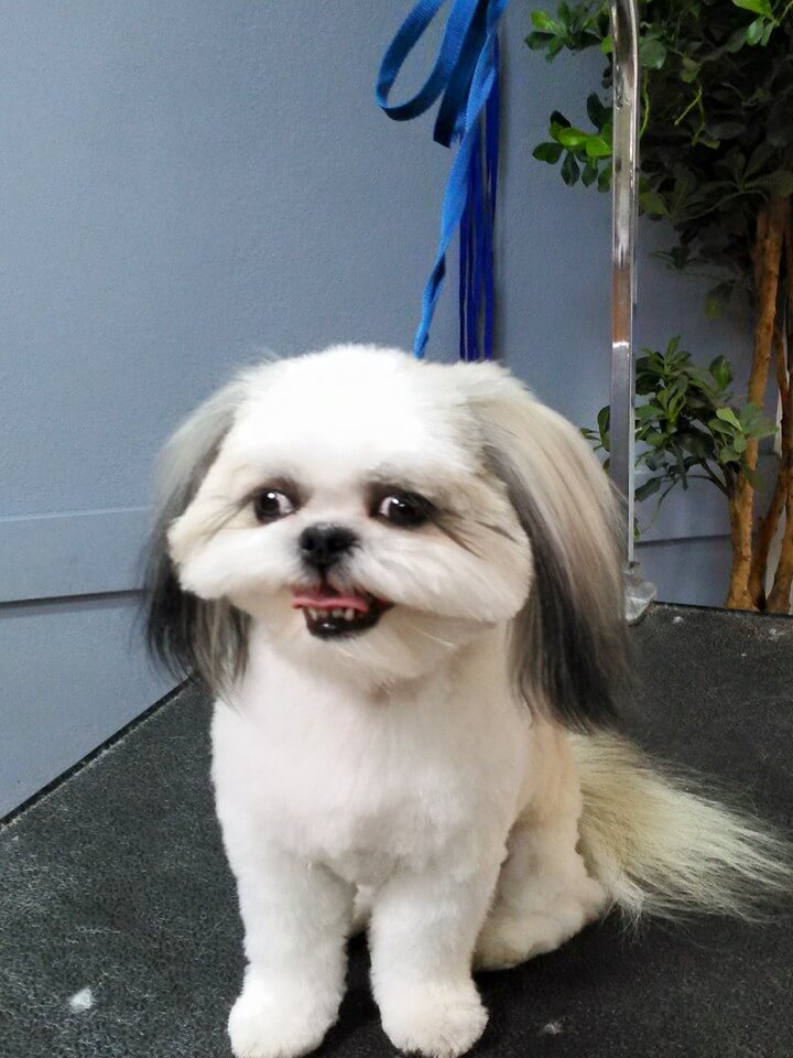 Images Clean Pets All Breeds Salon Albuquerque, New Mexico