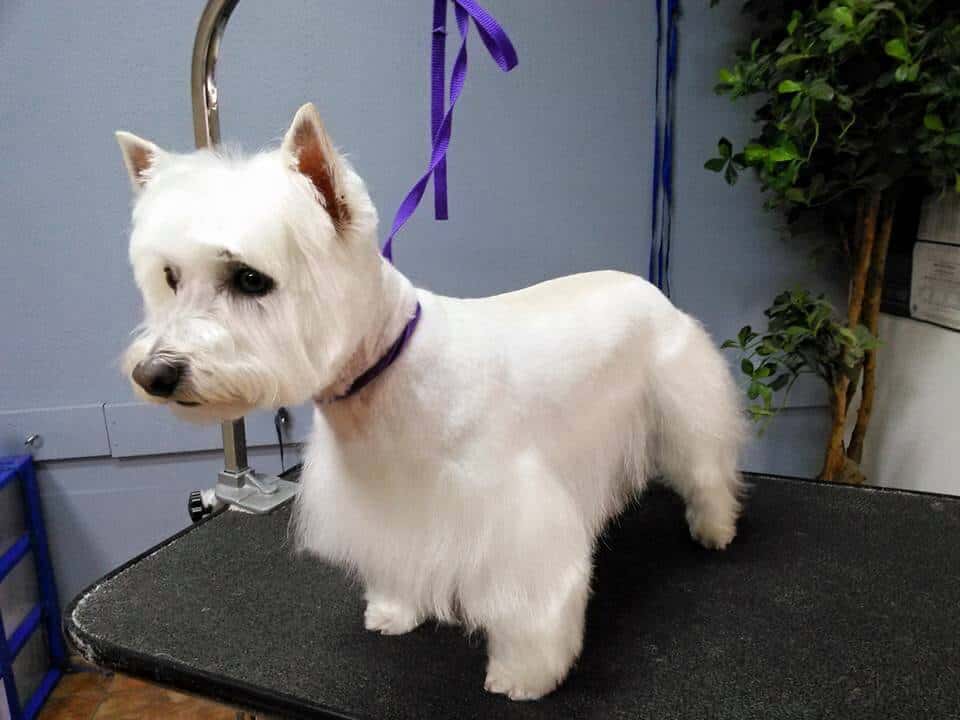 Top Furtastic Dog Grooming in the world The ultimate guide 