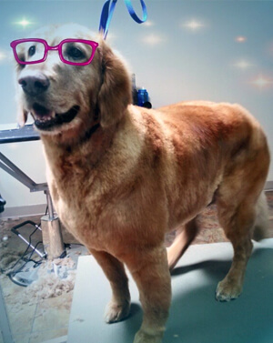 Full Grooming Services Full Grooming Services